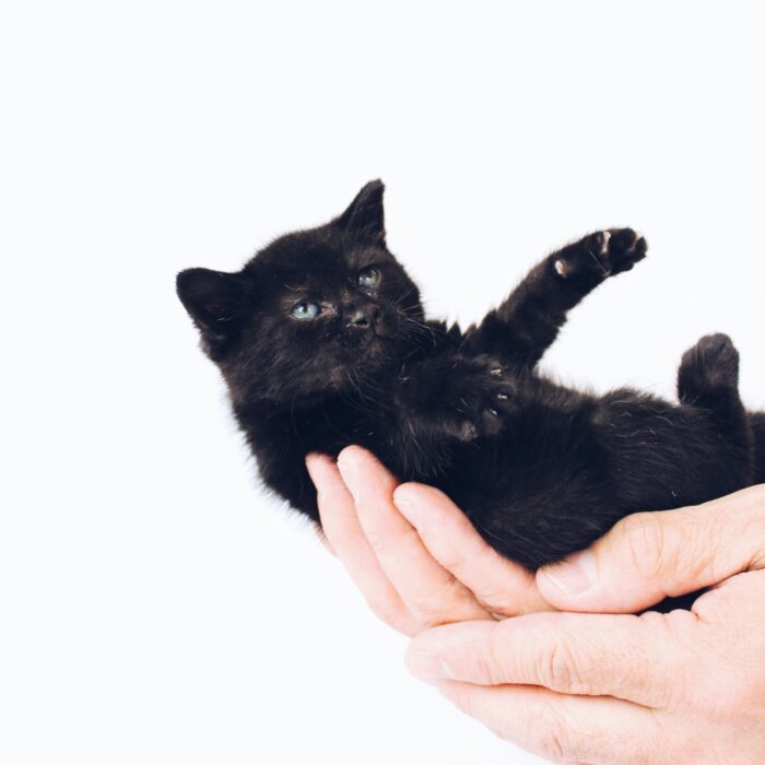 Black Stock Kitten